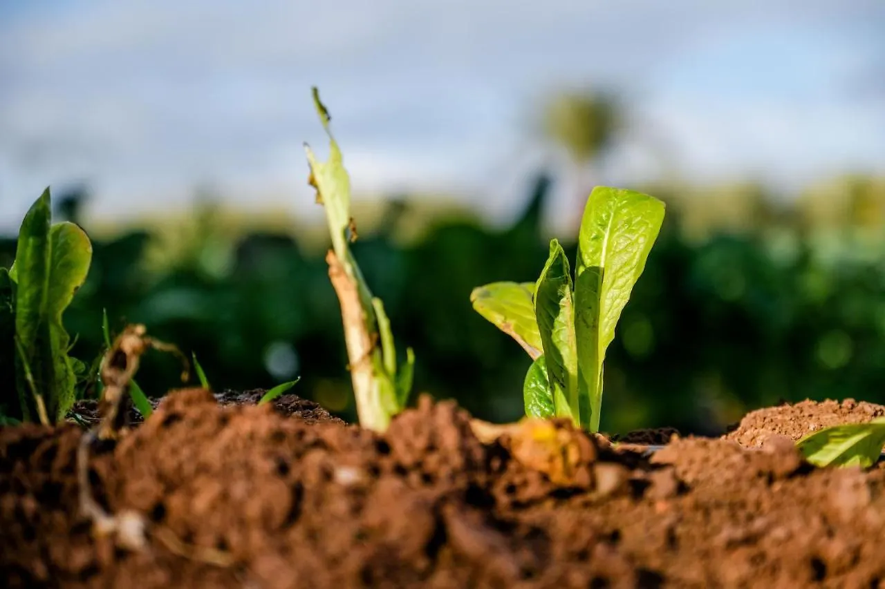 Bakkal Farm Agrolodge مراكش بيت خشبي