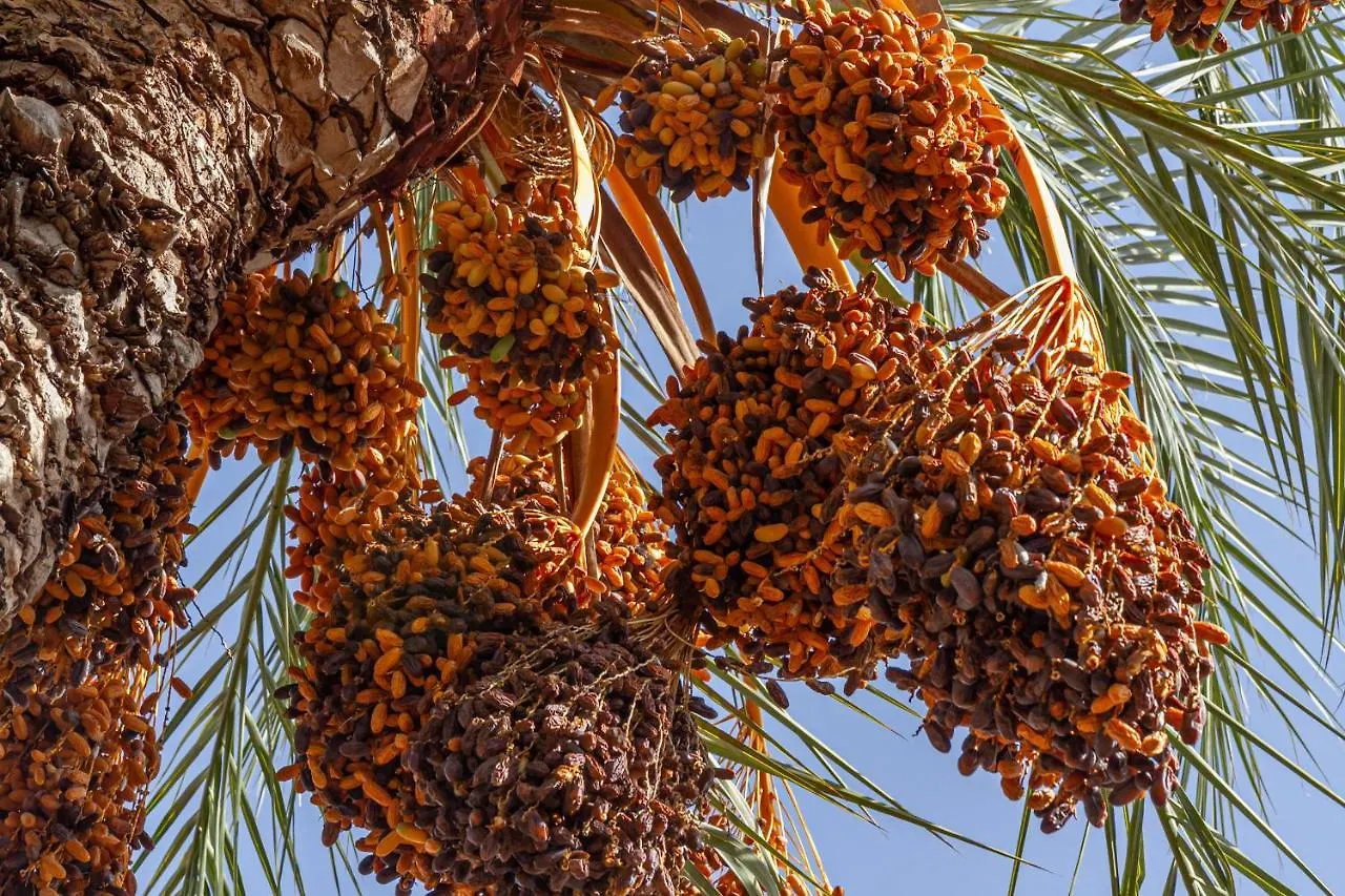 بيت خشبي Bakkal Farm Agrolodge مراكش المغرب