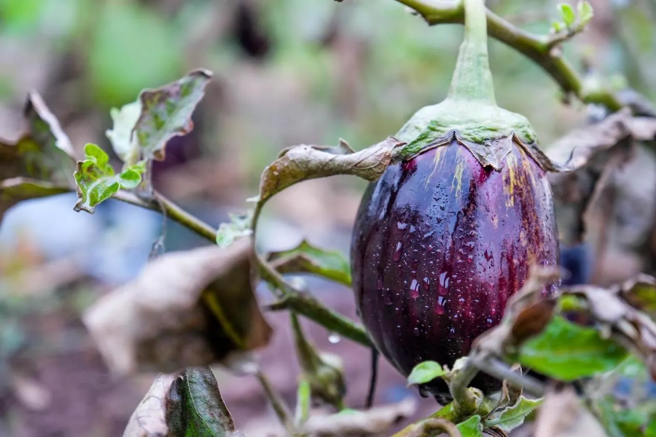 Bakkal Farm Agrolodge مراكش
